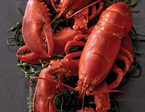 Live lobsters