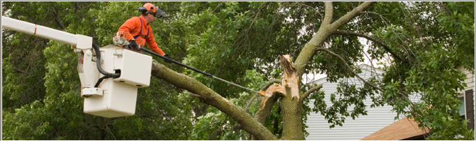 Phillips Tree Service LLC