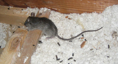 insulation extraction