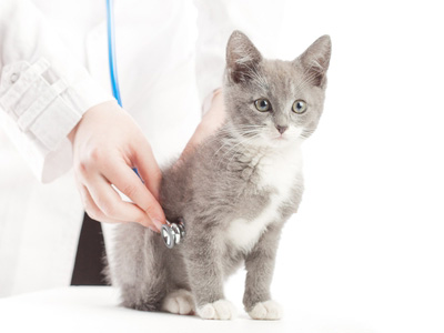 Kitten Health and Vaccinations