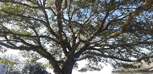 Tree Trimming 