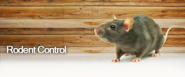 rodent control, rodent control essex, rodent exterminator essex, essex pest control services, exterminator essex county, essex exterminator, essex county exterminator, commercieal pest control essex county, mice control essex county, new jersey exterminator, essex pest control, new jersey pest control, essex county pest control, pest control essex, ant exterminator essex, affordable pest control essex county, residential pest control essex county, termite exterminator essex county, mice control essex county, organic pest control essex county, organic pest control new jersey, bed bugs, ghost ants, termites, ant, roaches, cockroaches, fleas, ticks, bees, rodents, mosquitoes, spiders, silverish, scorpions