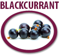 blackcurrant concentrate usa