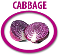 cabbage concentrate usa