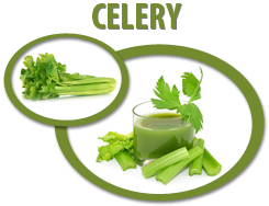 celery concentrate usa