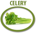 celery concentrate usa