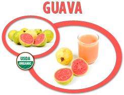 organic guava juice concentrate usa