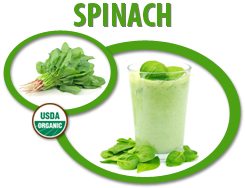 organic spinach puree concentrate usa