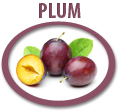 plum concentrate usa