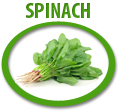 spinach juice concentrate usa