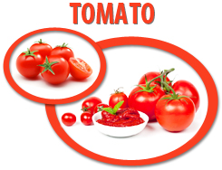 tomato paste usa