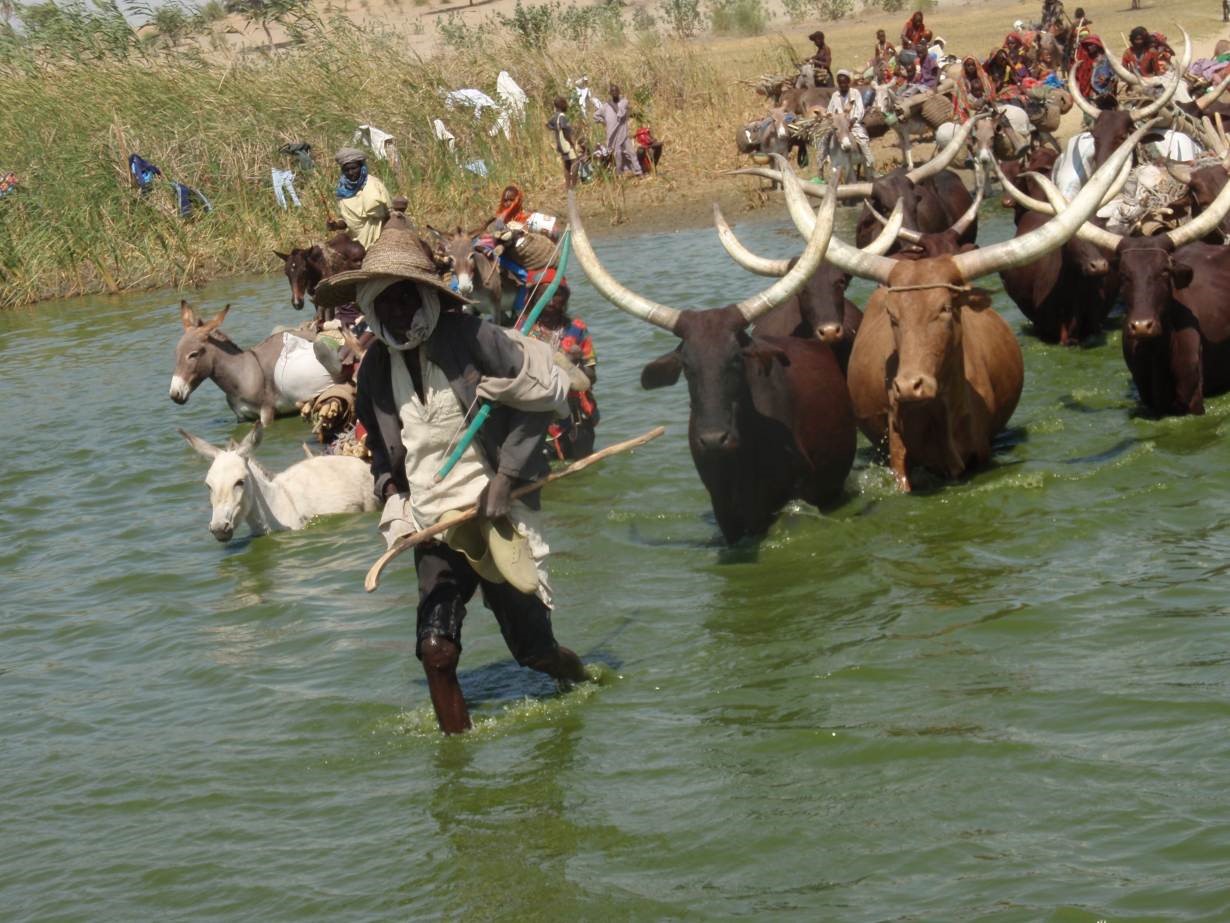 Mbororo pastoralists cross a river with their herds. Photo: Hindou Oumarou Ibrahim