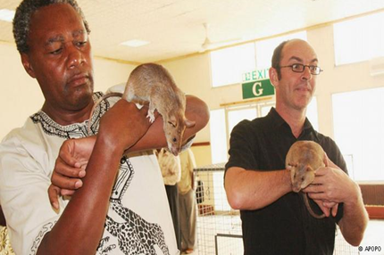 Rodents help screen patients for TB in Tanzania