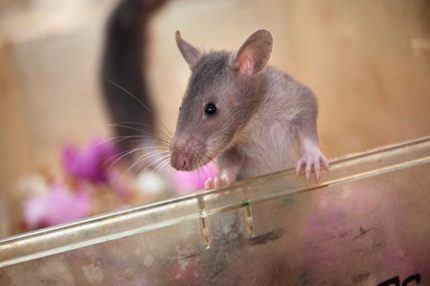 Rodents help screen patients for TB in Tanzania