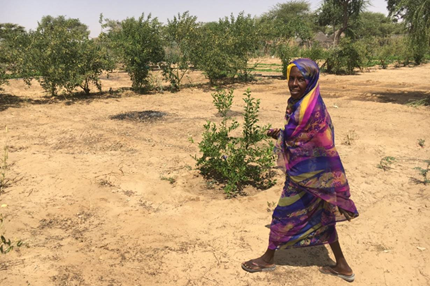 Songs and sanctions help regreen Sudan's desert villages