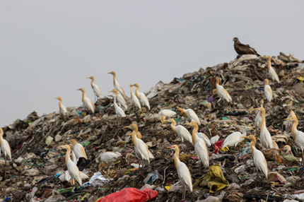 Birds Are Becoming Totally Dependent On Our Delicious Landfills