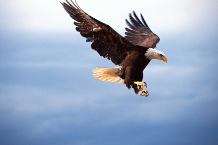 Birds Are Becoming Totally Dependent On Our Delicious Landfills