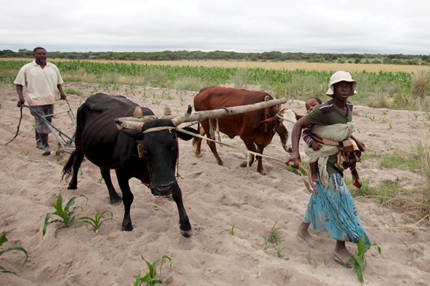 Zimbabwe drought, hunger push farmers to seek greener pastures