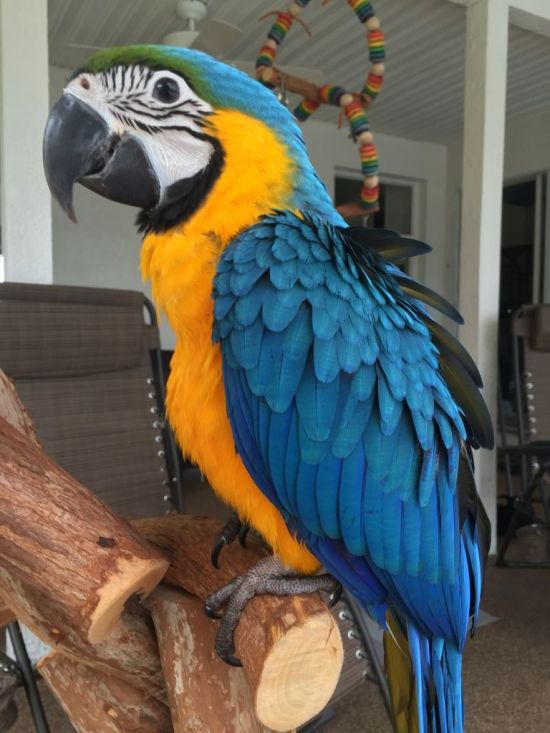 Macaws,10 Year Wedding Anniversary Gift